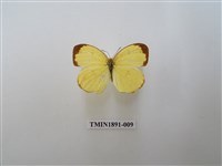 藏品(黃蝶)的圖片